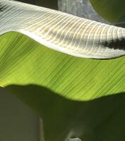 Sunshine on banana leaf photo