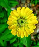 Beautiful yellow daisy flower photo