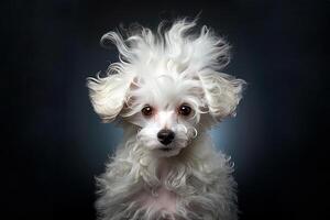 AI generated Portrait of white poodle on a black background, close up photo, studio photo. Ai art photo