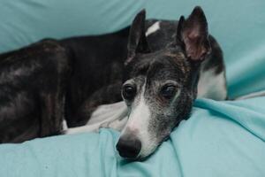 de cerca de un rescatado galgo, ciego en uno ojo y con recortado orejas. foto