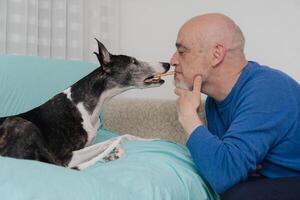 Middle aged Man Trains His Greyhound. Teaching with Treats. photo