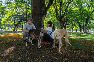 Woman and man sitting in field with dogs photo