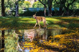 un agraciado y hermosa galgo paseos mediante el parque cerca el agua. foto