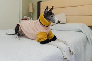 Greyhound in Coat, Bed Comfort photo