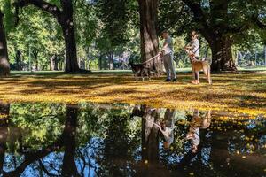 A couple walks and plays with their dogs in the park. photo