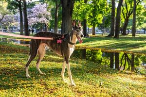 Beautiful greyhound illuminated by bright sunlight at sunset in the park. photo