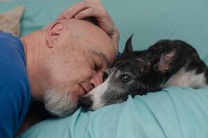 A mature, bald man gives an affectionate kiss to his greyhound on the sofa photo