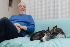 Greyhound Love. Close Up of Canine Companion and Mature Man on Sofa photo