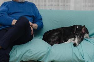 Mature Man and his Greyhound. Close Up on Canine Companio photo