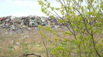 verde árbol en el antecedentes de un basura vertedero. el enorme basura tugurio en el afueras, el ecológico desastre de planeta video