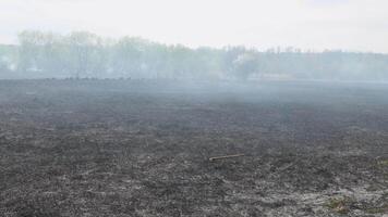 Wildfire, burning trees, fields, smoke. Fire destroys trees and forest animals. Australia video