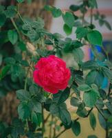 un hermosa rojo Rosa en el jardín foto