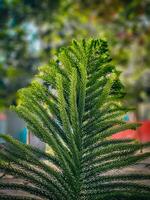 Pine Leaf in garden. Beautiful Natural asset photo