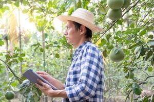 orgánico agricultura, Fruta granja. agricultores volver a comprobar calidad grabar en solicitud en tableta. pomelo crecer naturalmente, ecológico biológico, saludable, tecnología, no tóxico, cosecha, científico , académico foto