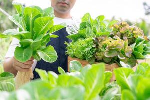 Organic farming, salad farm. Farmers harvest salad vegetables into wooden boxes in rainy. Hydroponics vegetable grow naturally. greenhouse garden, Ecological Biological, Healthy, Vegetarian, ecology photo