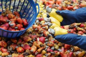 Closeup gardener hands holds  cashew apple fruits, Concept, agriculture crops. Check, inspect quality before being crop goods , production. Economic and export crops in Thailand. Seasonal fruits photo