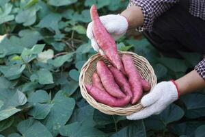 Close up farmer hands holds basket of sweet potatoes in garden. Concept, agriculture crops. Thai farmers grow sweet potatoes for selling, eating or sharing. Food ingredient photo