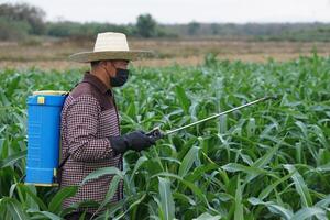 Asian farmer uses herbicides, insecticides chemical spray to get rid of weeds and insects or plant disease in the corn fields. Cause air pollution. Environmental , Agriculture chemicals concept. photo