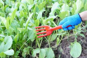 Close up gardener hand holds digging red fork in vegetable garden. Concept, agriculture for gardening tool, use for digging and preparing soil, Shoveling fork. cultivator, weeder. photo