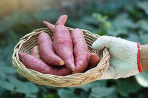 Close up farmer hands holds basket of sweet potatoes in garden. Concept, agriculture crops. Thai farmers grow sweet potatoes for selling, eating or sharing. Food ingredient photo