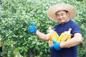 Asian man farmer wears hat, blue shirt and gloves, holds basket of corns pods or maizesin garden. Concept, agriculture occupation. economic crops in Thailand. Thai farmer. photo