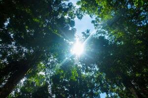 tropical lluvia bosque en Sureste Asia con azul cielo antecedentes foto