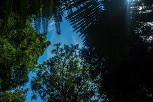 Tropical rain forest in southeast Asia . photo