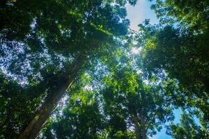 tropical lluvia bosque en Sureste Asia con azul cielo antecedentes foto