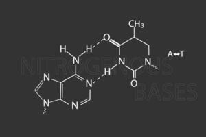 Nitrogenous bases molecular skeletal chemical formula vector