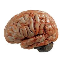 AI generated Human brain are a highly detailed photorealistic 3D model on a  white background.. AI photo