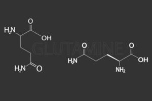 glutamina molecular esquelético químico fórmula vector