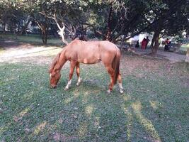 Horses eat grass photo