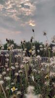 bloem met zonsondergang, verticaal van bloemen in zonsondergang video