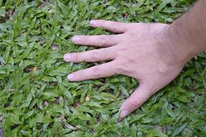 Male farmer strokes manicured lawn with his palm. Man's hand touches the green grass on the field. Fingers touch the grass in the clearing, feeling the nature. Close-up. High quality photo