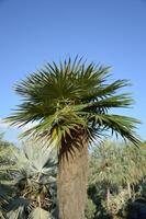 a palm tree in a park with a blue sky photo