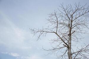 a tree with no leaves and a sky background photo