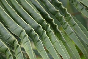 coconut leaf with abstract shape photo