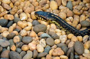 a snake laying on a bed of rocks photo