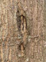 texture of the tree with a bark pattern photo