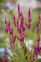 Close up view of chicken's comb flower in the afternoon. photo