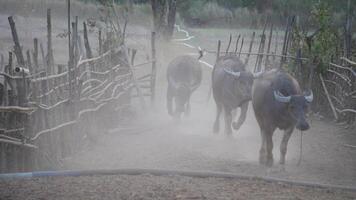 A herd of buffalo is running into the animal pen, buffalo running, herd of buffalo eating grass, Herd of buffalo grazing in lush green meadow, cows running video