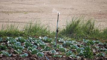 irrigazione un' in crescita campana peperoni con grande verde le foglie e un' maturo la verdura, acqua il Pepe impianti con un' spruzzatore, irrigazione Pepe germogli, agricoltura e agricoltura concetto video