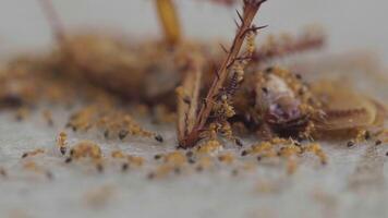 A colony of ants eats a dead cockroach and helps carry it back to the nest. Selective focus video