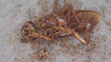 A colony of ants eats a dead cockroach and helps carry it back to the nest. video