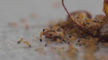 A colony of ants eats a dead cockroach and helps carry it back to the nest. Selective focus video