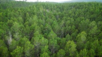 antenne dar beeldmateriaal in tangkal pinus jayagiri, camping grond in de midden- van een groen pijnboom Woud in lembang, bandoeng. privaat glamping en picknick in de natuur. genomen door dji mini 3 pro. video