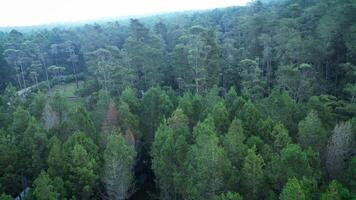 aérien drone métrage dans Tangkal pinus Jayagiri, camping sol dans le milieu de une vert pin forêt dans lembang, bandung. privé glamping et pique-nique dans le la nature. pris par dji mini 3 pro. video