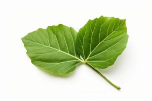 AI generated Veiny One green leaf of fig tree. Generate Ai photo