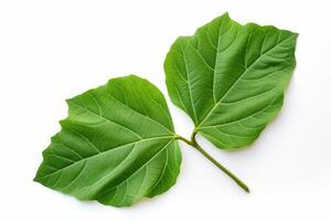 AI generated Broad One green leaf of fig tree. Generate Ai photo