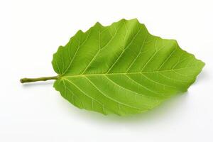 AI generated One green leaf of fig tree. Generate Ai photo